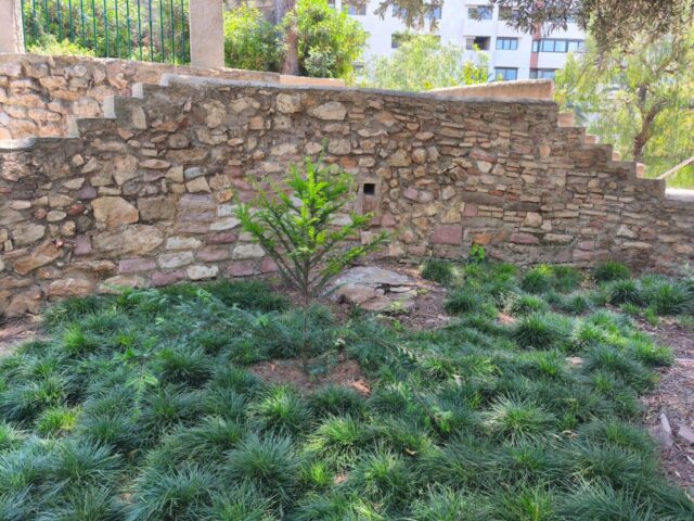 Colaboracion_entre_la_Generalitat_y_el_Ayuntamiento_de_Valencia_para_la_recuperacion_del_tejo_en_los_Jardines_del_Real.jpg