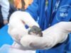 La Generalitat Valenciana impulsa la reintroducción de gallipatos por parte de estudiantes para proteger esta especie amenazada