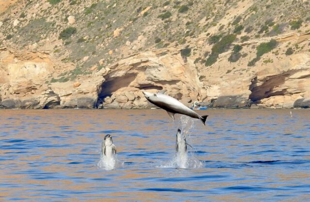 La_Generalitat_confirma_la_presencia_continua_de_seis_especies_de_cetaceos_en_aguas_valencianas.jpg