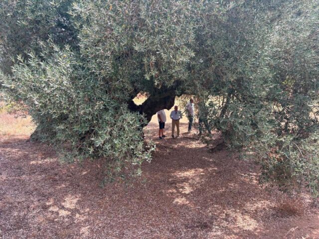 La_Generalitat_Valenciana_Resalta_la_Importancia_de_los_Olivos_Milenarios_de_Castellon_como_Patrimonio_y_Base_del_Mundo_Rural.jpg
