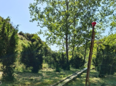 La Generalitat refuerza la conservación del hábitat del tejo a través de las Brigadas Red Natura 2000