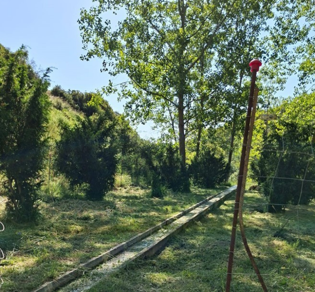 La_Generalitat_refuerza_la_conservacion_del_habitat_del_tejo_a_traves_de_las_Brigadas_Red_Natura_2000.png