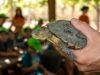 La Generalitat y la Fundación Bioparc lanzan un programa para la reintroducción de galápagos europeos en la Marjal dels Moros
