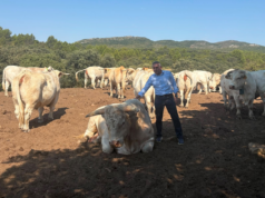 Miguel Barrachina promueve el uso de vallado virtual para impulsar la rentabilidad en la ganadería extensiva