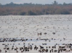 La Generalitat Valenciana registra cerca de 178.000 aves acuáticas invernantes en 2026, la segunda cifra más alta desde 1984