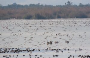 La Generalitat Valenciana registra cerca de 178.000 aves acuáticas invernantes en 2026, la segunda cifra más alta desde 1984