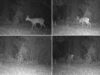 La Generalitat refuerza la conservación de la fauna silvestre mediante el uso de 380 cámaras de fototrampeo
