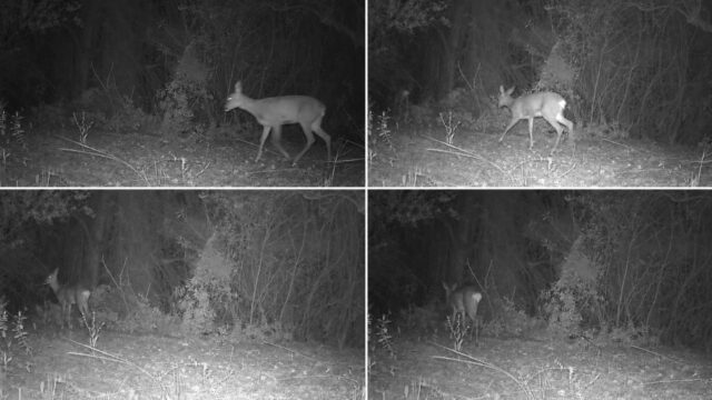 La_Generalitat_refuerza_la_conservacion_de_la_fauna_silvestre_mediante_el_uso_de_380_camaras_de_fototrampeo.jpg