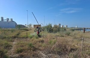 La Generalitat y la Autoridad Portuaria de Castellón se unen para preservar una especie de flora en peligro de extinción