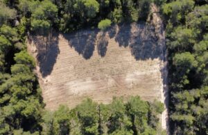 Requena y Utiel impulsan la gestión forestal para frenar el fuego y la despoblación