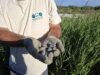 Éxito en la Conservación: 61 crías de tortuga d’estany nacen en el Marjal dels Moros