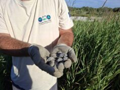 Éxito en la Conservación: 61 crías de tortuga d’estany nacen en el Marjal dels Moros