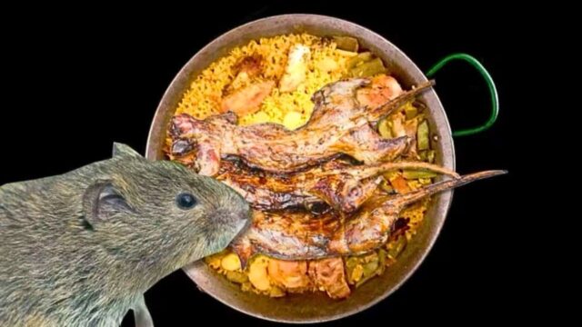 paella de rata de agua