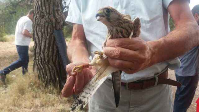 La_Generalitat_impulsa_la_recuperacion_de_aves_esteparias_en_la_Comunitat_Valenciana.jpg