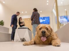 La pérdida de una mascota abre una nueva demanda de apoyo entre los jóvenes