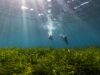 Asociación Vellmarí y Bluewave Alliance alcanzan los 100.000 haces de posidonia plantados en Baleares