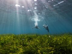 Asociación Vellmarí y Bluewave Alliance alcanzan los 100.000 haces de posidonia plantados en Baleares