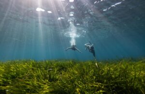 Asociación Vellmarí y Bluewave Alliance alcanzan los 100.000 haces de posidonia plantados en Baleares